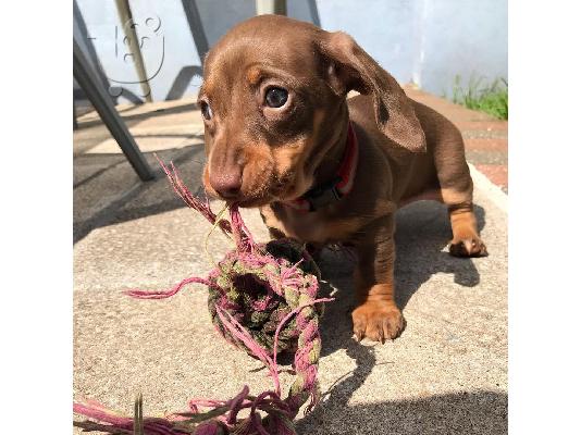 Κουτάβια Dachshund